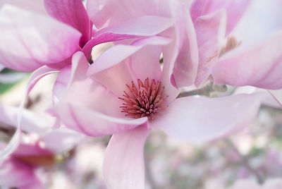 Close-up of pink flower