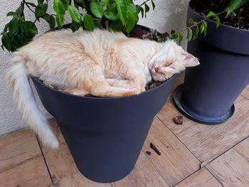 High angle view of dog sleeping on potted plant