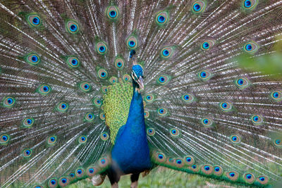 Close-up of peacock
