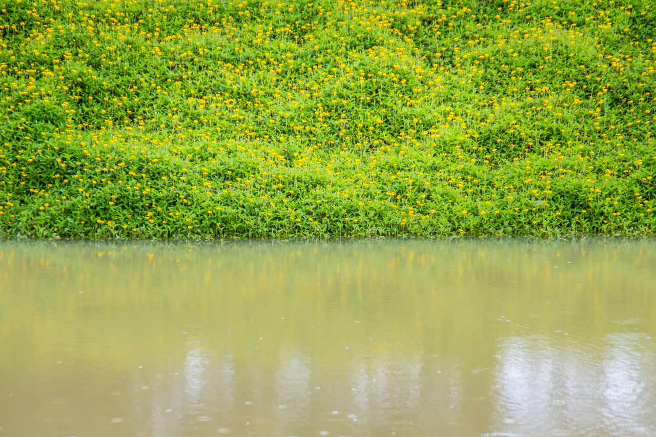 SCENIC VIEW OF LAKE BY PLANTS