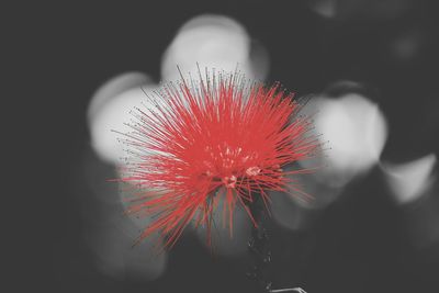 Close-up of red flowers