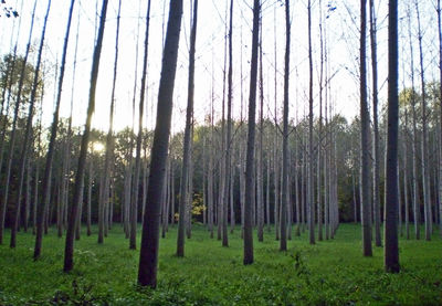 Trees growing in forest against sky