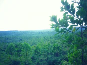 Plants growing on land against clear sky