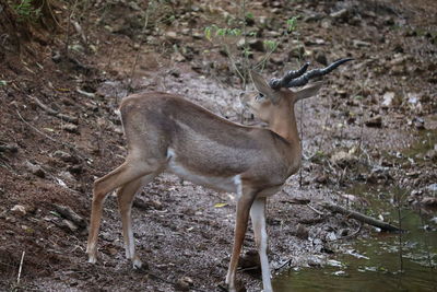 Side view of deer standing on field