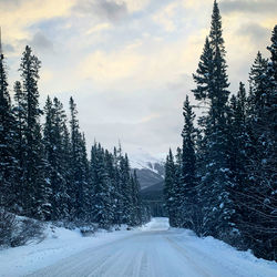 Panoramic view of pine trees against sky