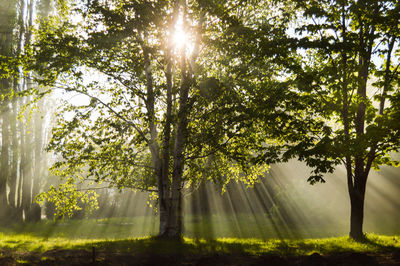 Sunlight streaming through trees in forest