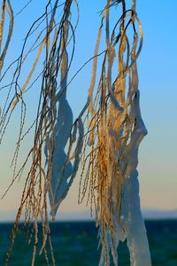 Close-up of plant on beach against clear sky