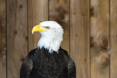 Close-up of eagle against blurred background