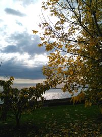 Trees and grass against sky during autumn