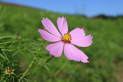 Close-up of pink flower