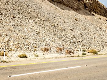 Flock of sheep walking on road