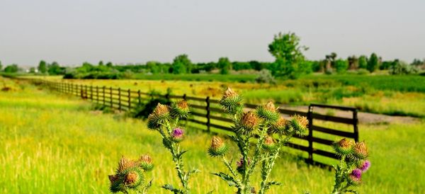 Scenic view of flowering plants on field against sky