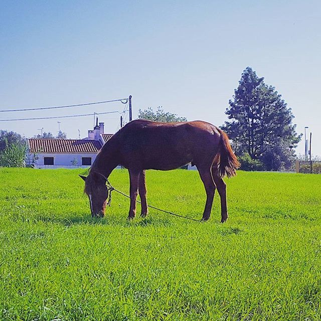 animal themes, horse, grass, field, domestic animals, one animal, mammal, clear sky, livestock, grassy, tree, herbivorous, green color, grazing, working animal, full length, standing, nature, growth, two animals