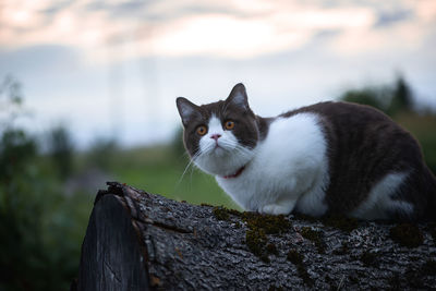 Close-up portrait of a cat