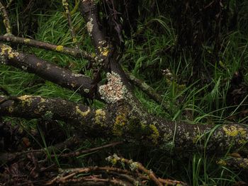 High angle view of trees growing in forest