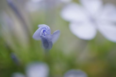 Close-up of flower blooming outdoors