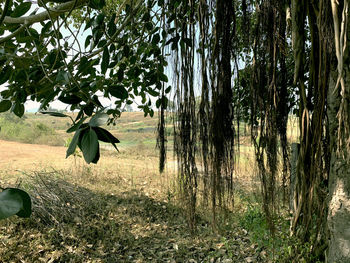 View of trees in forest