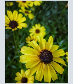 Close-up of yellow flowers blooming outdoors