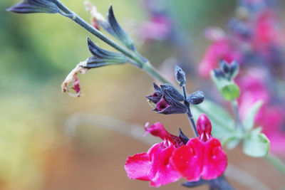 Close-up of insect on flower