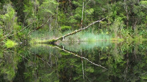 Scenic view of waterfall in forest