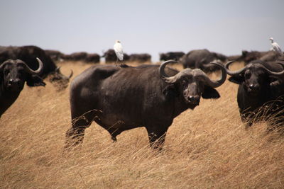 Buffalos in field