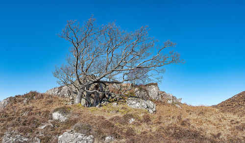 Low angle view of bare tree against clear blue sky