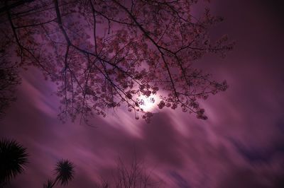 Low angle view of trees against sky
