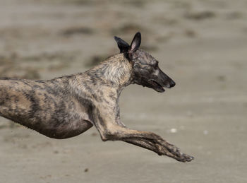 Close-up of a dog looking away