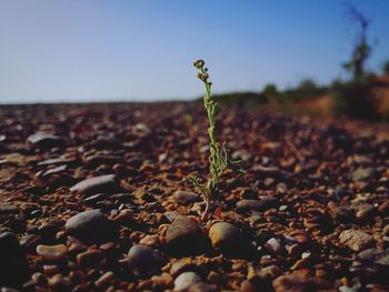 Close-up of plants against clear sky