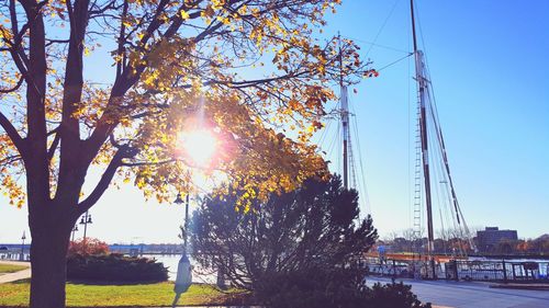 Sun shining through trees