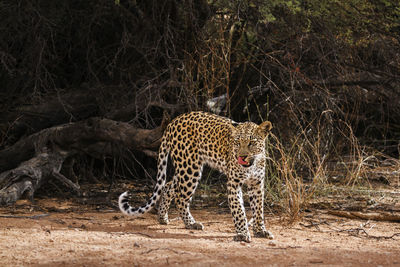 Leopard in