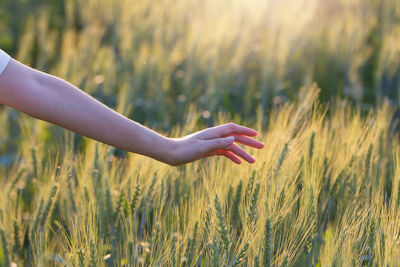 Hand of person on field