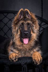 Portrait of the german shepherd long hair dog