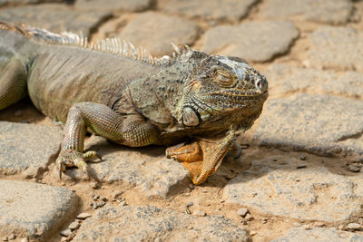 Close-up of lizard on rock