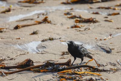 Bird perching on a land