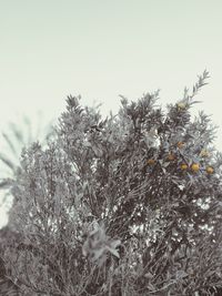 Close-up of snow on plants against sky