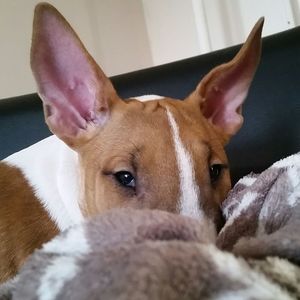 Close-up portrait of dog relaxing