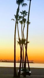 Silhouette of palm tree at beach during sunset