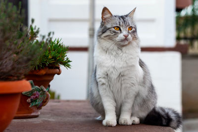A cute grey fluffy cat sitting outside and looking away.