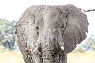 Close-up of elephant