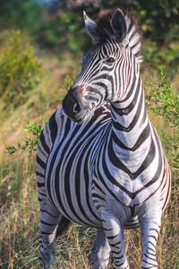 Zebra standing in a field