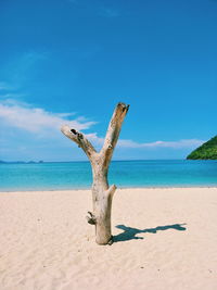 Driftwood on beach