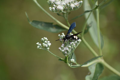 Close-up of wasp pollinating on flower