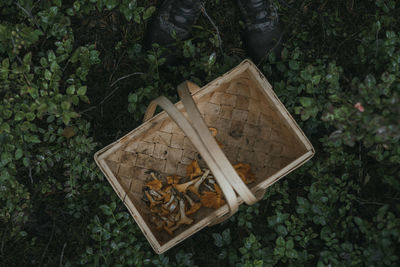 Directly above view of freshly harvested chanterelle mushrooms in wicker basket amidst plants