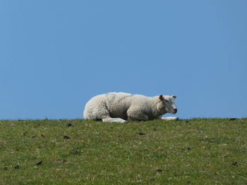 Sheep in a field