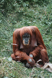 Orangutang sitting on field