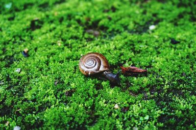 Close-up of snail on grass