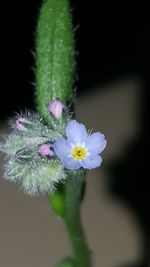 Close-up of white flowers blooming outdoors