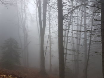 Trees in forest