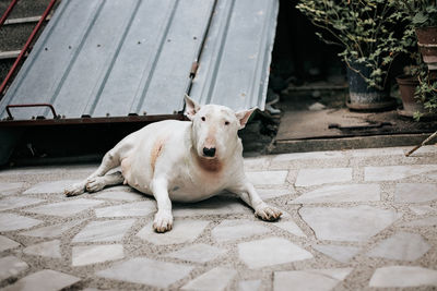 Portrait of dog lying down on footpath